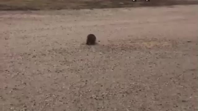 Raccoon Goes for a Ride on Belt Auger