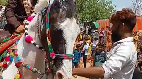 Marriage in horse dancing