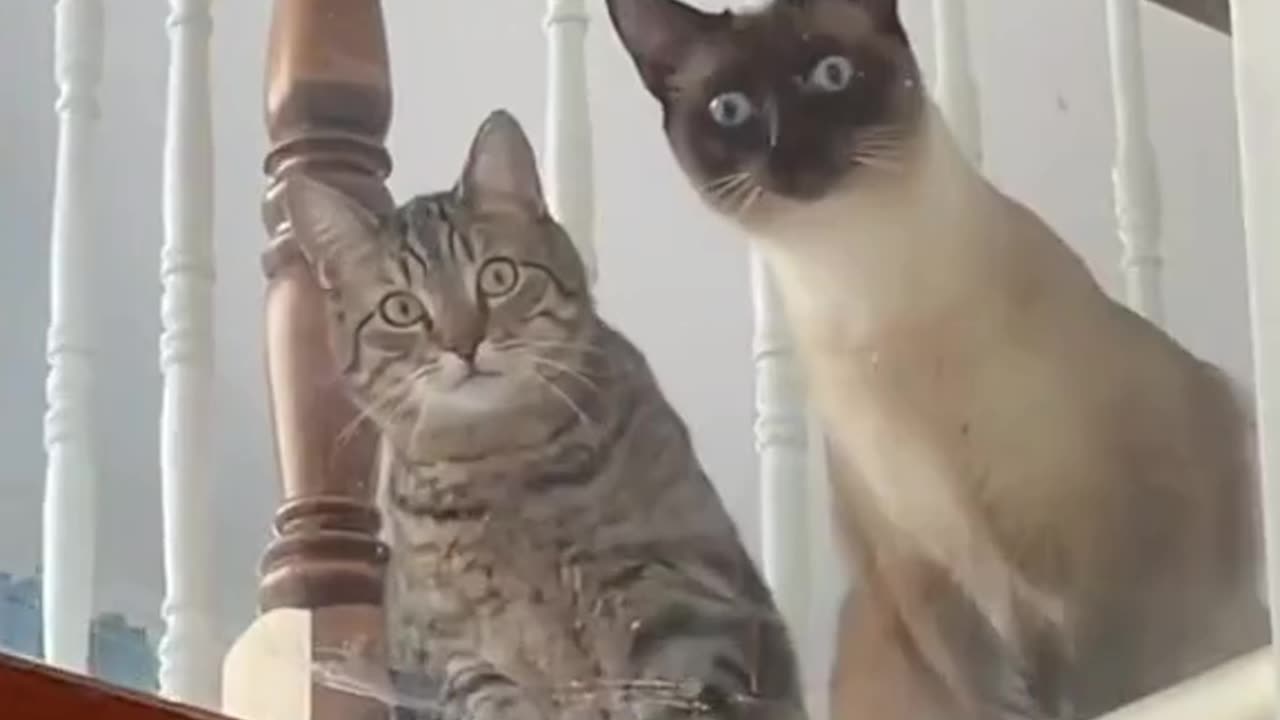 The best funny animal videos compilation of the 2023