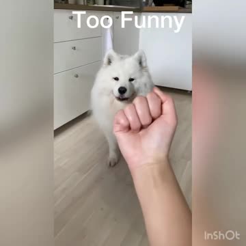 Too funny reaction by dogs on middle finger 😅😂😂 #shorts #funnyvideo #mayapolarbear #videocredits