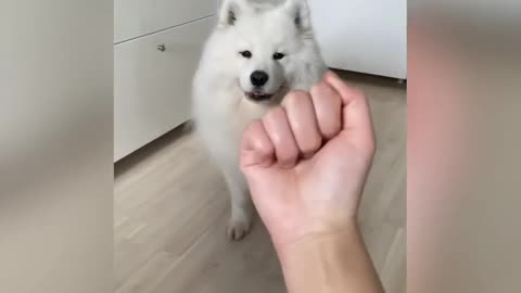 Too funny reaction by dogs on middle finger 😅😂😂 #shorts #funnyvideo #mayapolarbear #videocredits
