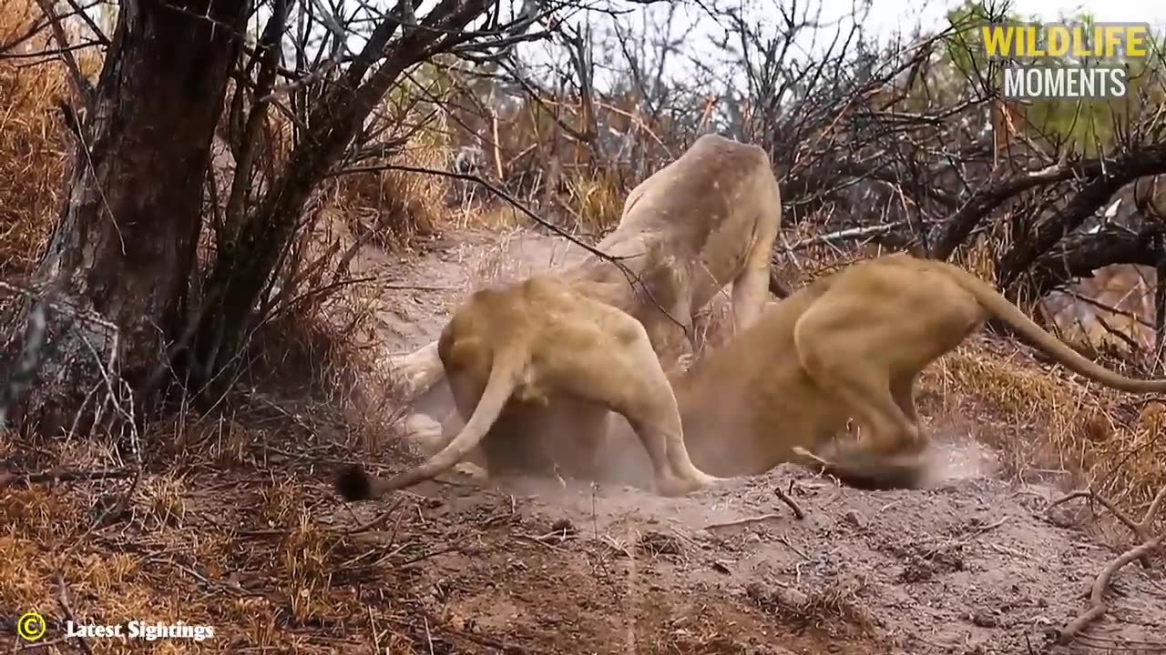 45 Merciless Lion Hunting Their Prey You Will Ever See