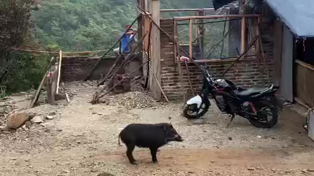 Ada babi saat camp di gunung papandaya