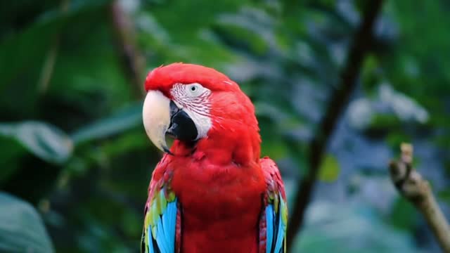 Beautiful Parrot /red parrot