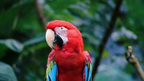 Beautiful Parrot /red parrot