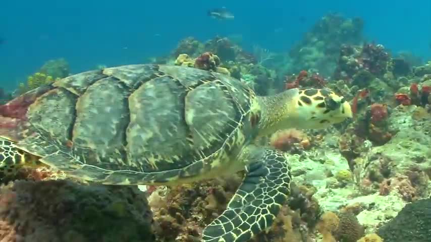 2 Hours of Beautiful Coral Reef Fish, Relaxing Ocean Fish, & Stunning Aquarium Relax Music