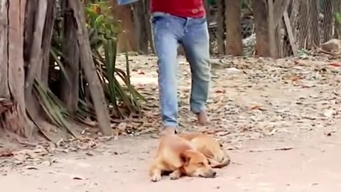 Troll Prank Dog Funny & fake Lion and Fake Tiger Prank To dog...