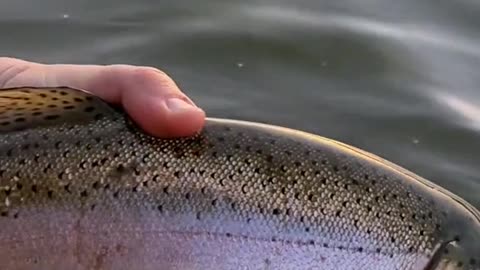 Do any other trout fight as hard as a big rainbow