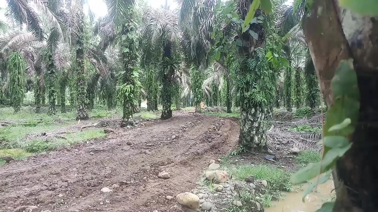 Oil palm road repair