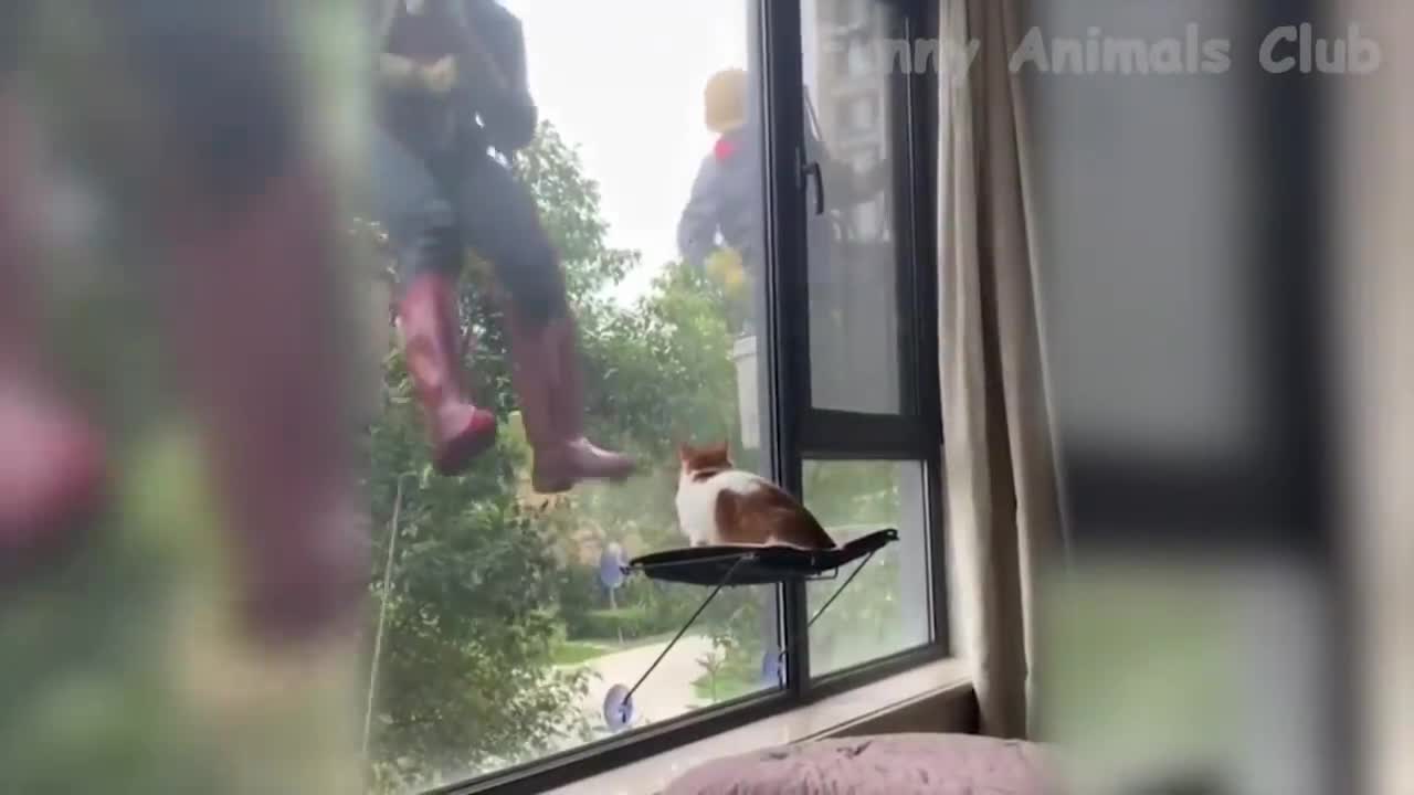 Best Funny Cats Videos That Will Make You Laugh All Day Long 😂