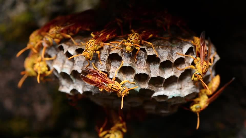 Honey of the bee