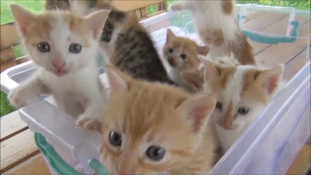 kitten