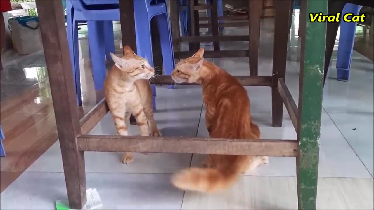 Cats Fighting and Meowing - These Two are Bloody Brothers