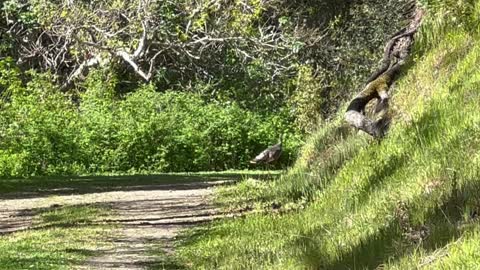 Maguire Peaks Loop | Sunol Regional Wilderness | Best Part at 8:04 min