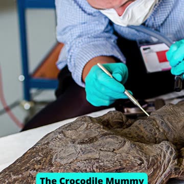 The 10 Most Incredible Animal Mummies from Egypt Part 1