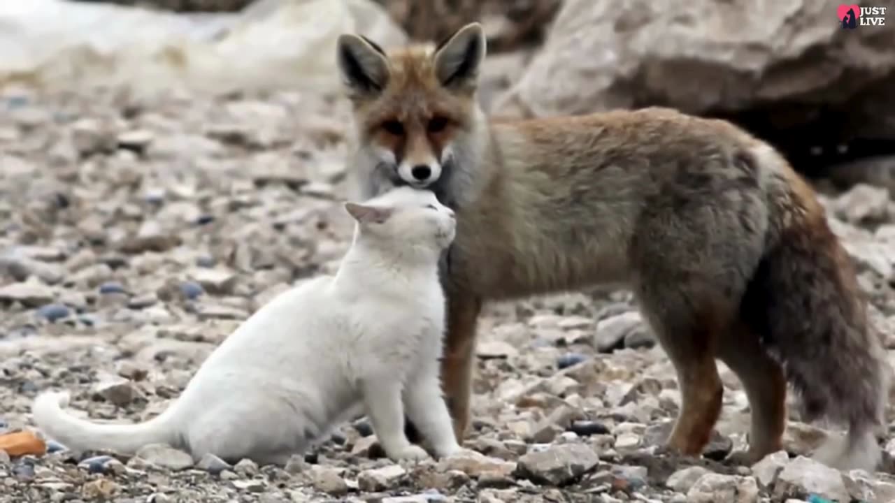 Unusual Friendships. Cat and Fox🐱 🦊👍