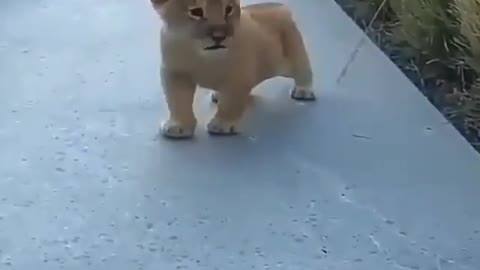 Cute and adorable animal behavior makes anyone happy to see it