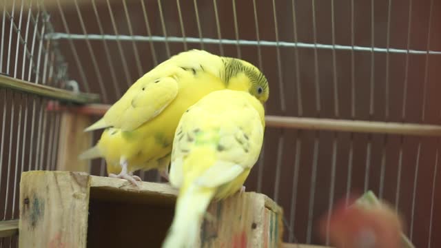 parrots on log