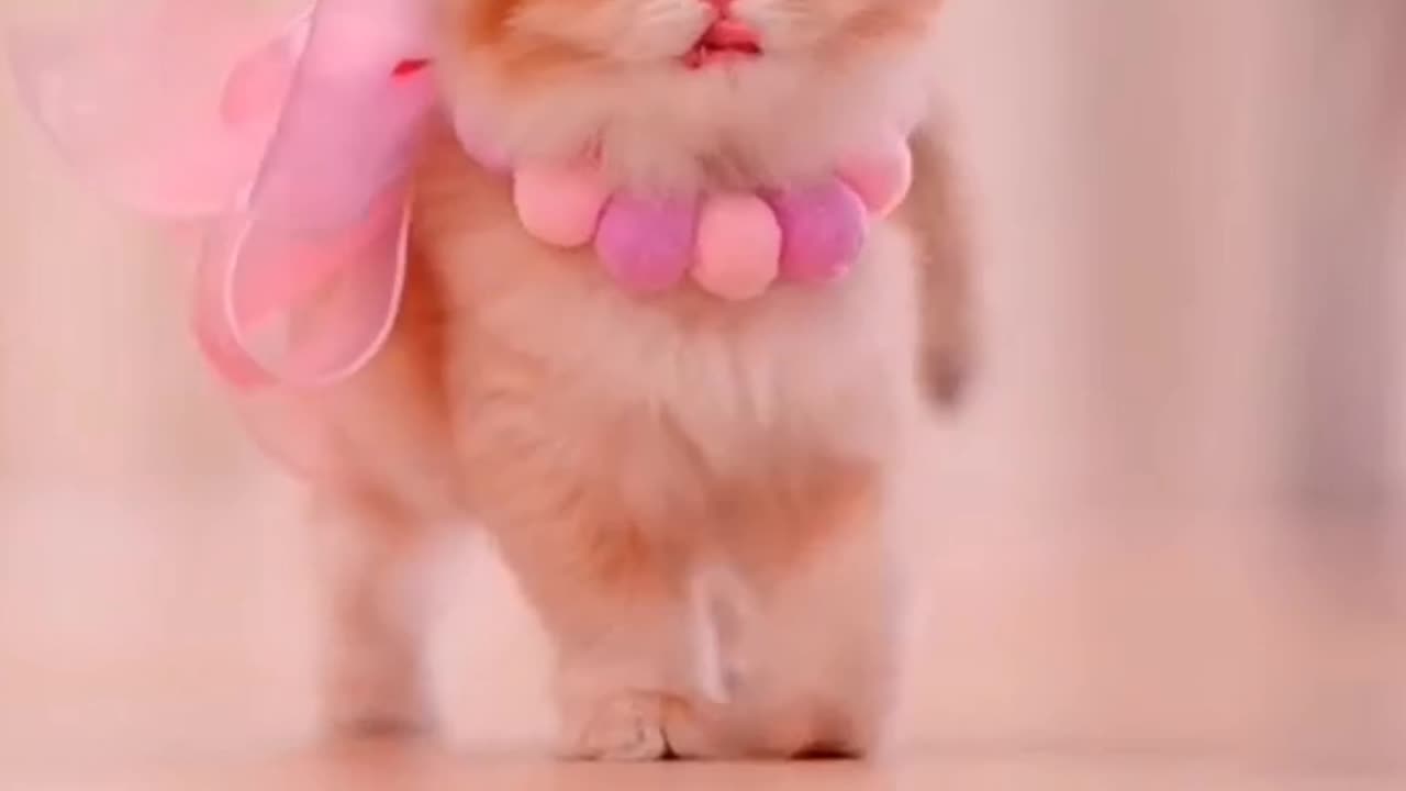 Cute animal short video 📸