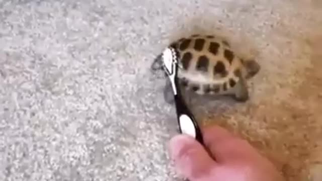 Amazing turtle dancing video.