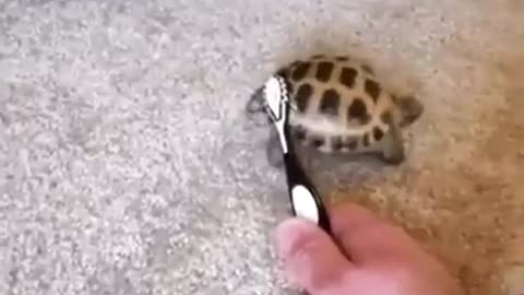 Amazing turtle dancing video.