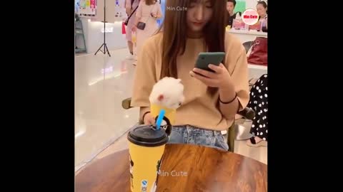 Tik Tok Chó Phốc Sóc Mini 😍 Funny and Cute Pomeranian