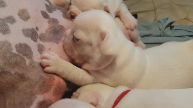 Newborn Puppies Fighting To Breastfeed