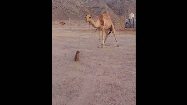 The most satisfying moment for funny little puppy wants after kissing the camel!