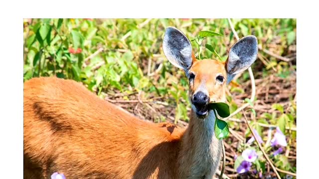 35 Amazing Brazilian Animals Wild life of Brazil Animals of Brazil 🇧🇷 (PART 1)