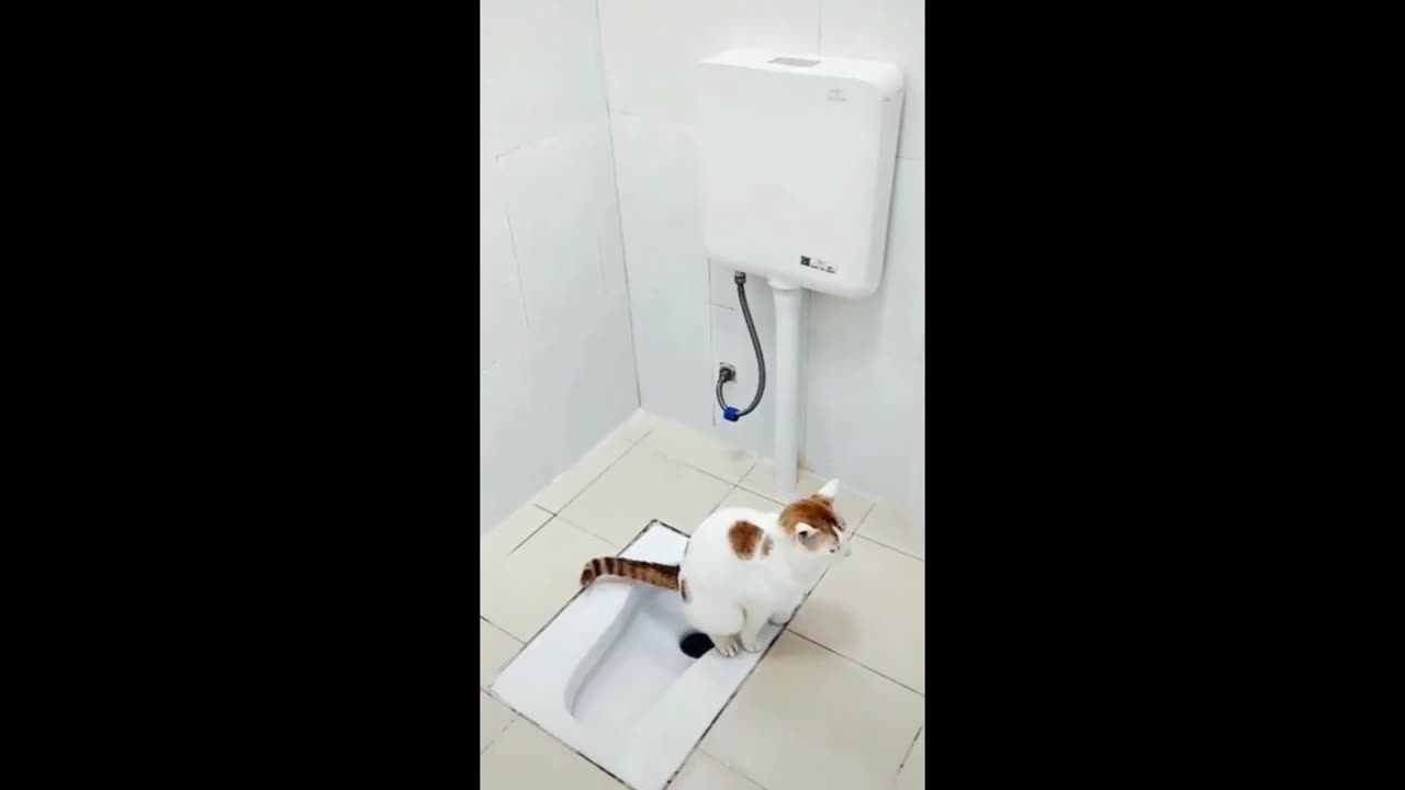 Funny animals - Funny cats / dogs - Funny animal videos - Part 2