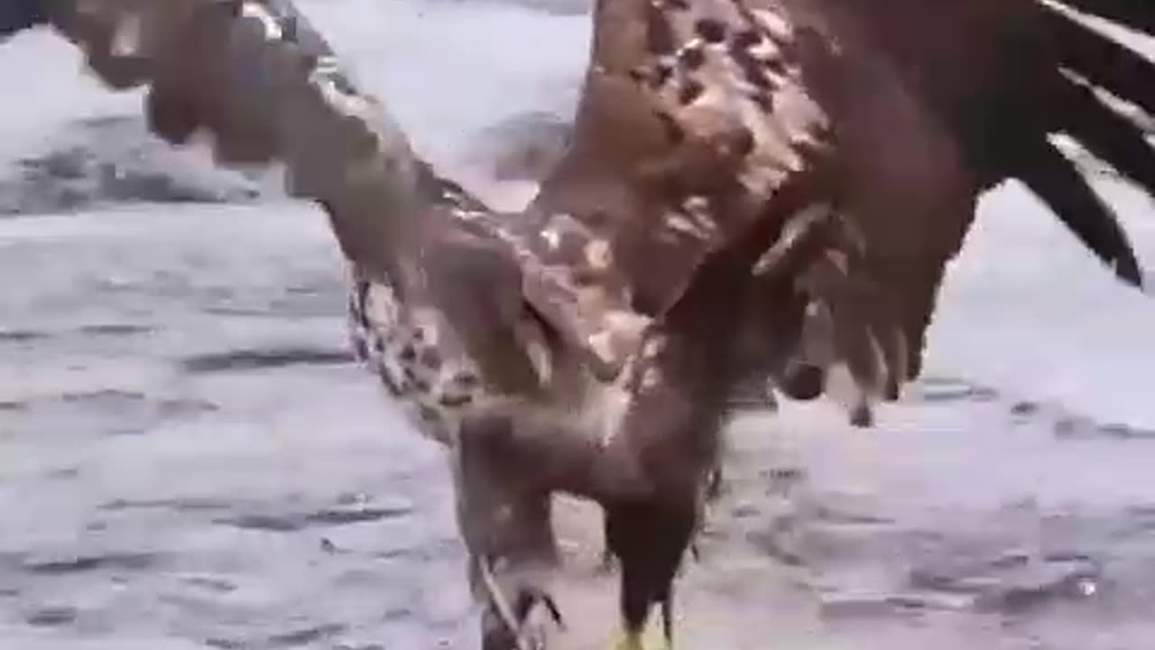 The Most Amazing Eagle Attacks Ever Caught on Camera