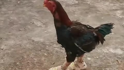Funny Video