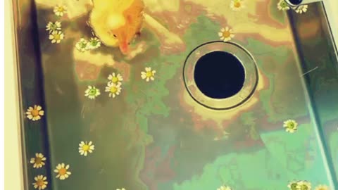 Funny dog 🐕 and duck