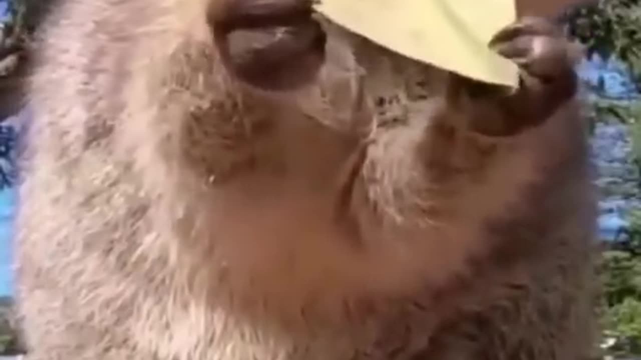 Funny animal video