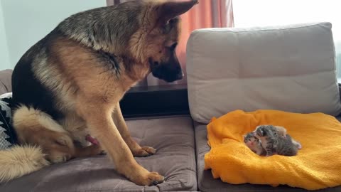 German Shepherd and Baby Kittens