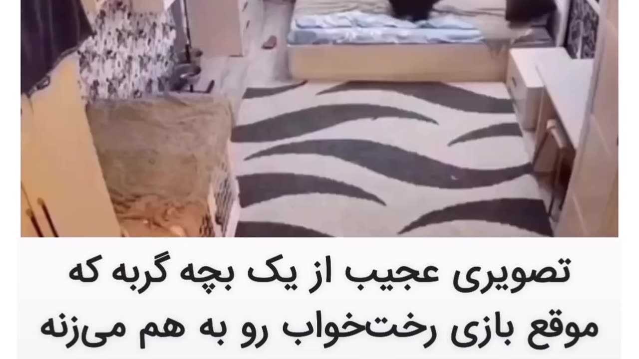 A strange video of a kitten and its mother😲