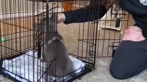 Puppy training😉