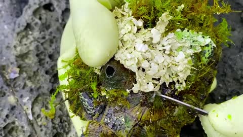 Sea turtle become kings of prey after removing millions of sea creatures and barnacles on shell