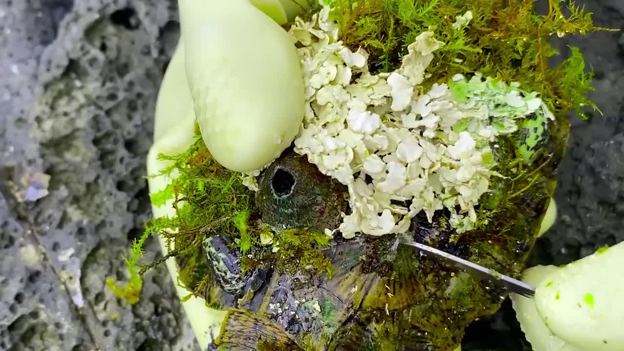 Sea turtle become kings of prey after removing millions of sea creatures and barnacles on shell