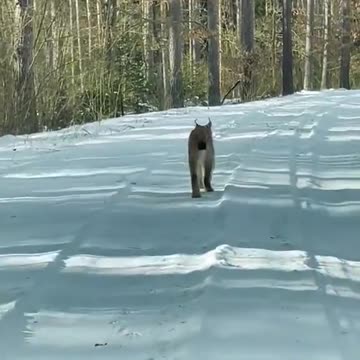 rys w warminsko-mazurskim 2023-03-12