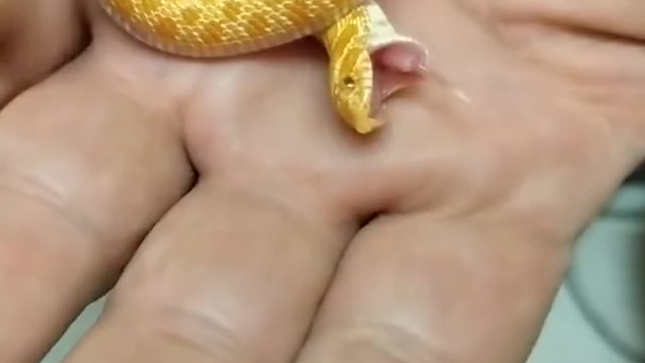 Baby Hognose Snake Playing Dead Fresh From the Egg #ThtaMoment