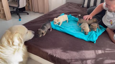 Golden Retriever Meets Puppies for the First Time