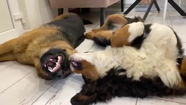 What cuddle looks like between a German Shepherd Puppy and a Bernese Mountain Dog Puppy!