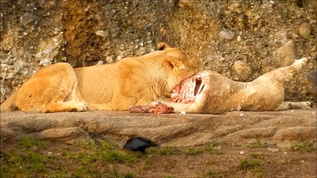 The lion eats and the birds watch