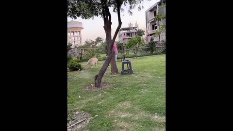 Funniest video of cats and dogs 😂😂🤣