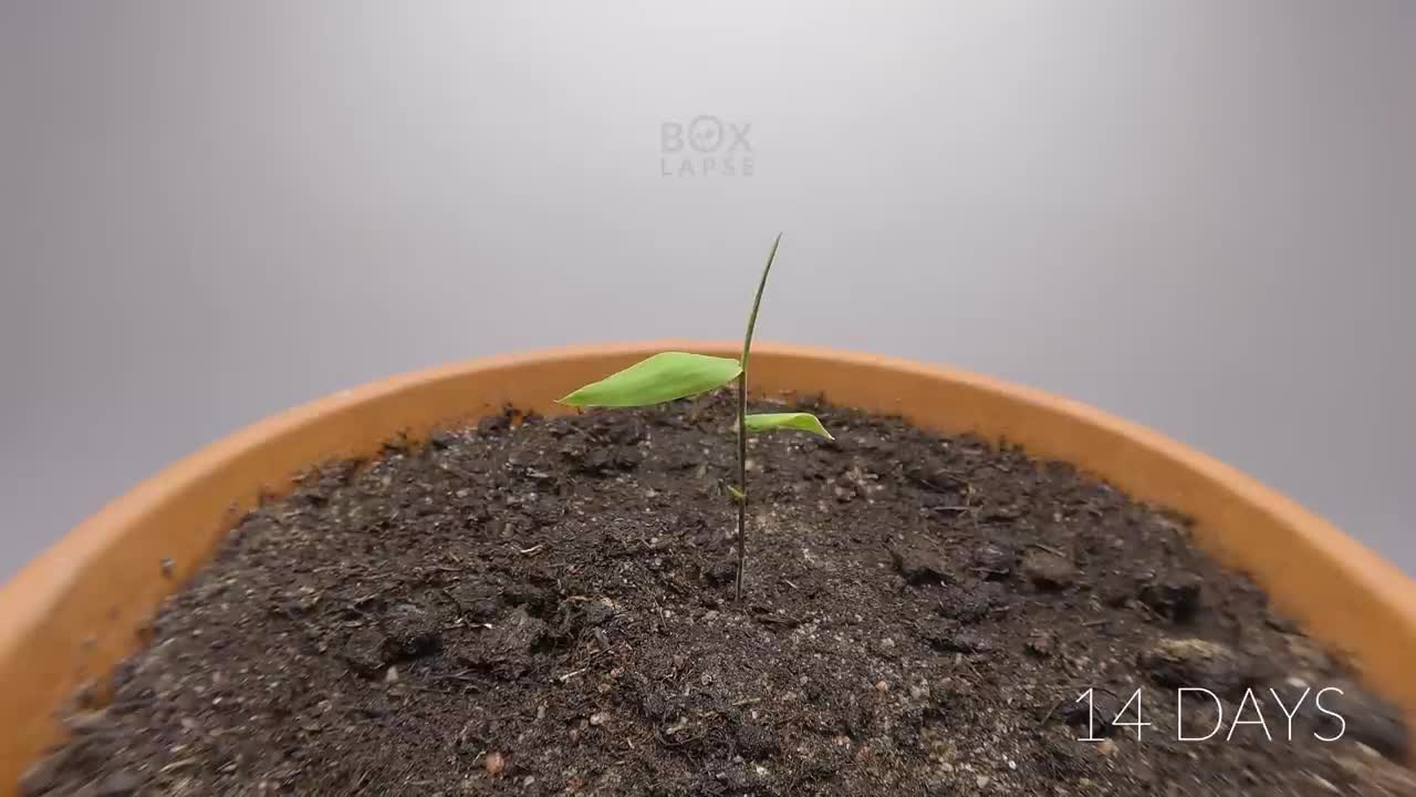 BAMBOO Growing From Seed Time-lapse