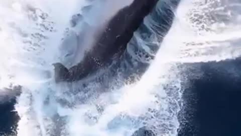 Beautiful Humpback Whale