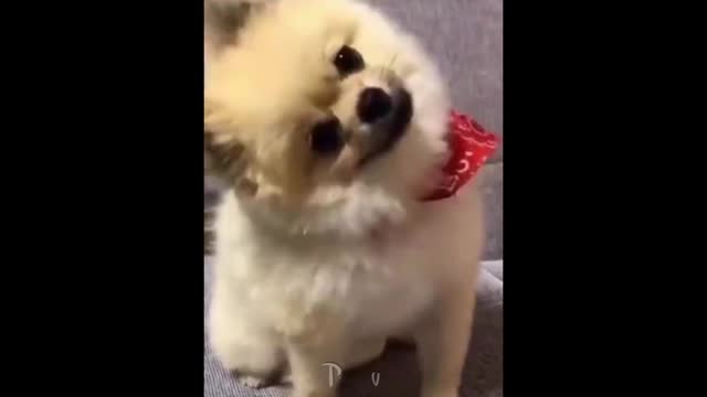 Dogs are doing crazy things