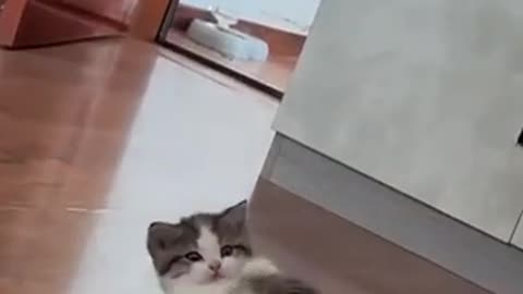 Cute lovely kitty