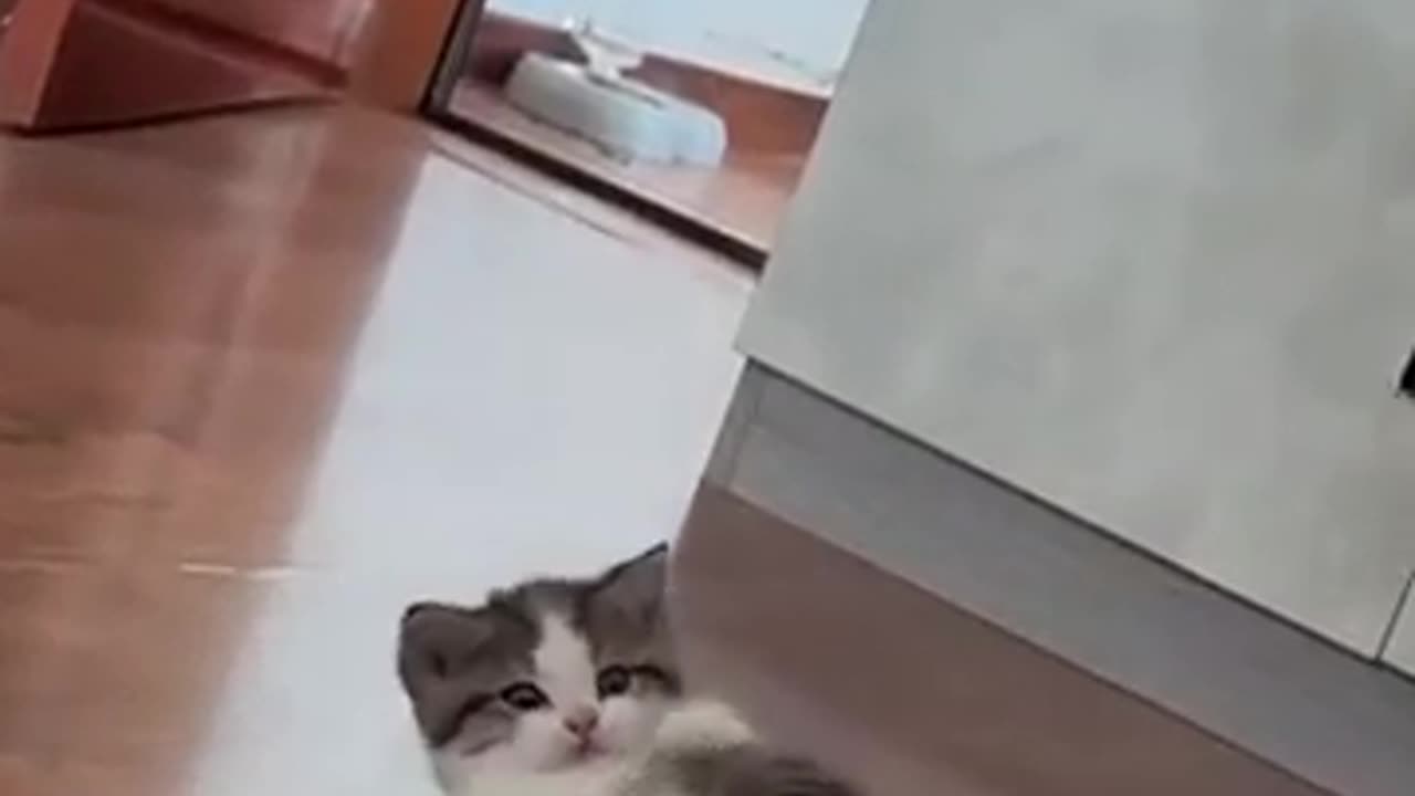 Cute lovely kitty